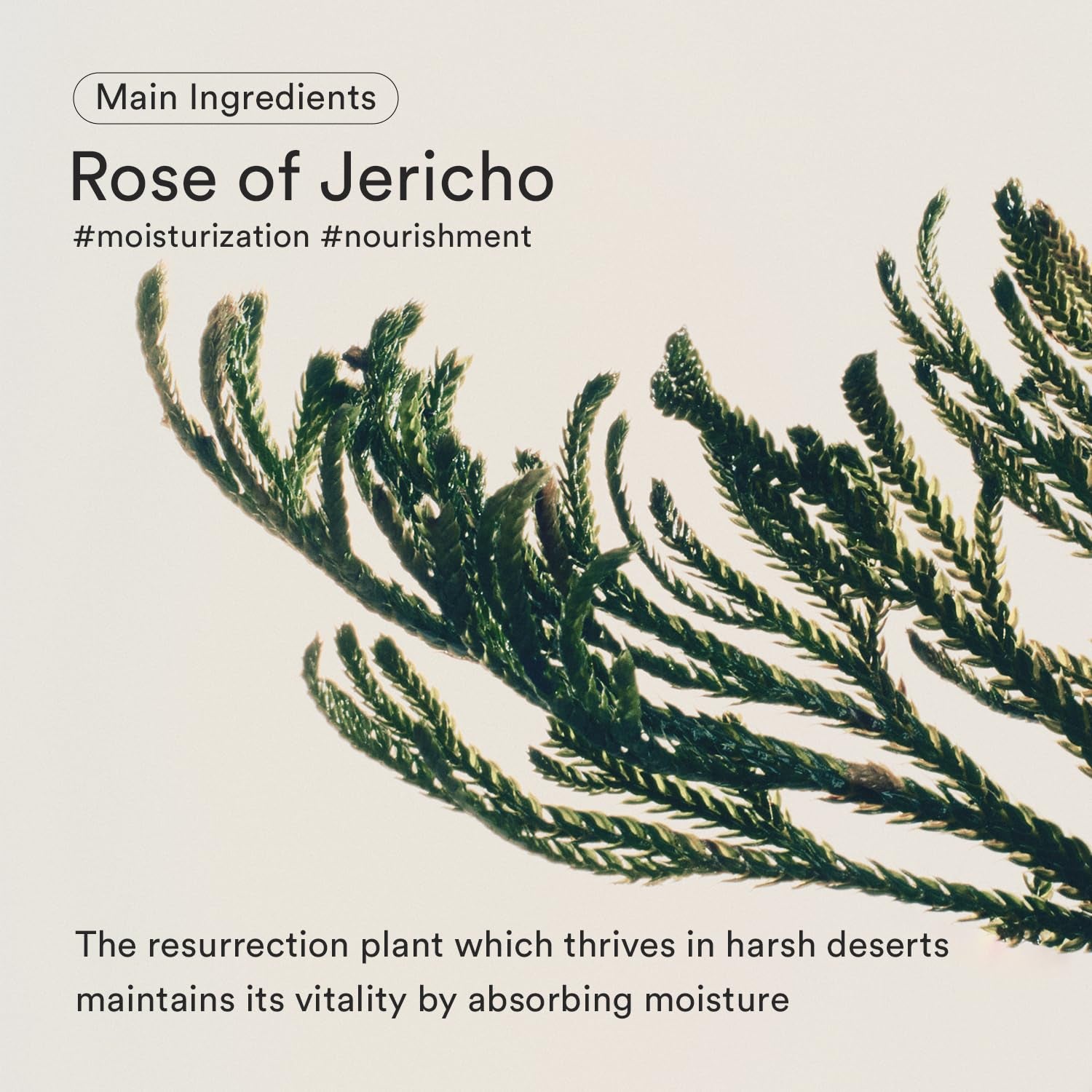 Jericho Rose Creme Nutrition Tube